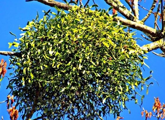muerdago-en-arbol-w